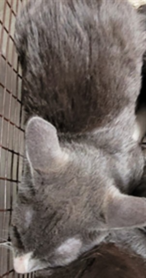 Shelter Stray Male Cat last seen , 3201 Lacy St, Los Angeles, CA 90031, USA