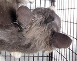 Shelter Stray Female Cat last seen , 3201 Lacy St, Los Angeles, CA 90031, USA