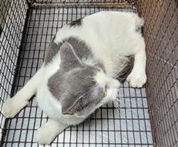 Shelter Stray Female Cat last seen , 3201 Lacy St, Los Angeles, CA 90031, USA