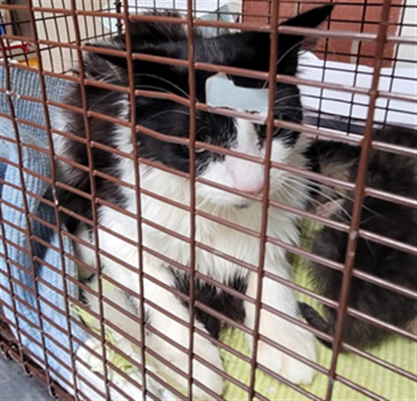 Shelter Stray Male Cat last seen , 3201 Lacy St, Los Angeles, CA 90031, USA