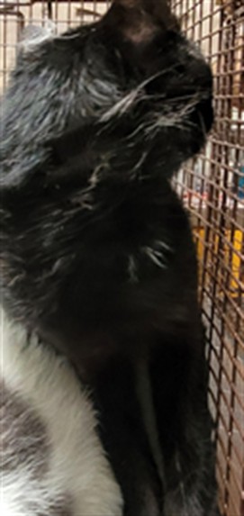 Shelter Stray Male Cat last seen , 3201 Lacy St, Los Angeles, CA 90031, USA
