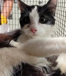 Shelter Stray Male Cat last seen , 3201 Lacy St, Los Angeles, CA 90031, USA