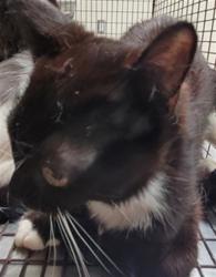 Shelter Stray Unknown Cat last seen , 3201 Lacy St, Los Angeles, CA 90031, USA