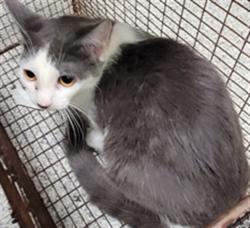 Shelter Stray Female Cat last seen , 3201 Lacy St, Los Angeles, CA 90031, USA