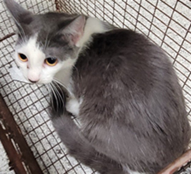 Shelter Stray Female Cat last seen , 3201 Lacy St, Los Angeles, CA 90031, USA