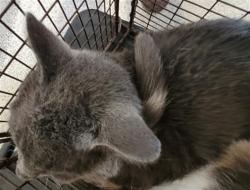 Shelter Stray Male Cat last seen , 3201 Lacy St, Los Angeles, CA 90031, USA