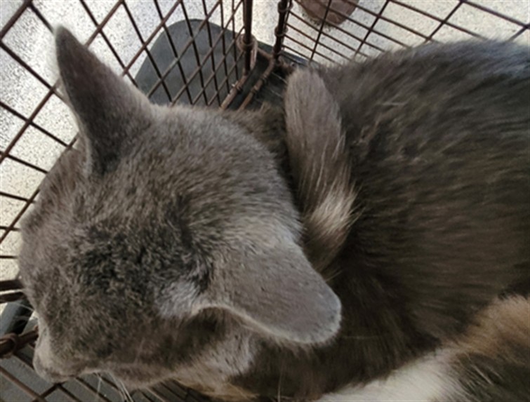 Shelter Stray Male Cat last seen , 3201 Lacy St, Los Angeles, CA 90031, USA