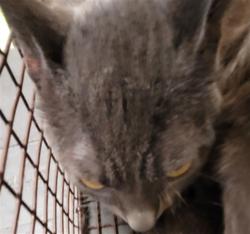 Shelter Stray Male Cat last seen , 3201 Lacy St, Los Angeles, CA 90031, USA