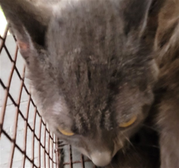 Shelter Stray Male Cat last seen , 3201 Lacy St, Los Angeles, CA 90031, USA