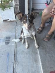 Reunited Male Dog last seen O’Reillys Close, To Super Mercado in midland texas, Midland, TX 79701