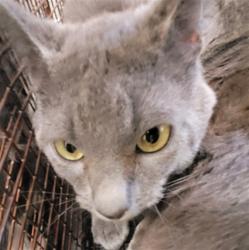 Shelter Stray Male Cat last seen , 3201 Lacy St, Los Angeles, CA 90031, USA