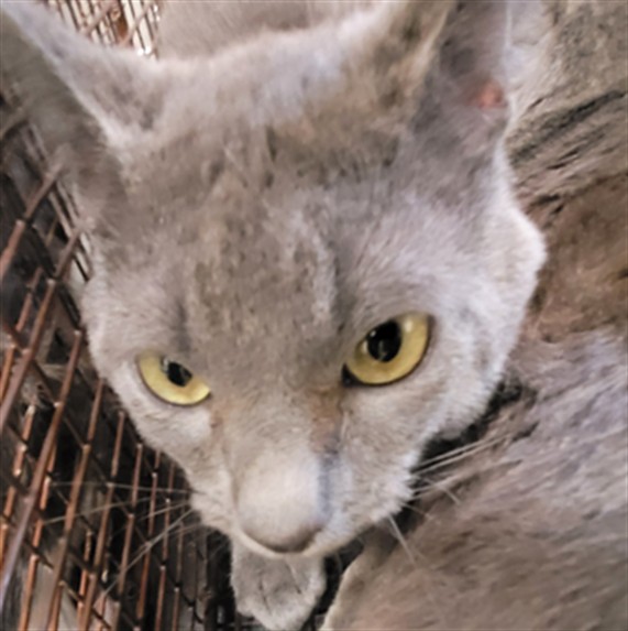 Shelter Stray Male Cat last seen , 3201 Lacy St, Los Angeles, CA 90031, USA