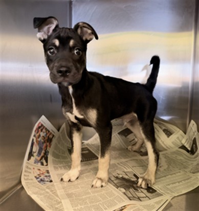 Shelter Stray Male Dog last seen , 1850 W 60th St, Los Angeles, CA 90047, USA