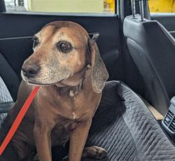 Shelter Stray Female Dog last seen ROLLING LEAF RD/ LAKE EMMA RD, GROVELAND, 12280 County Rd 448, Tavares, FL 32778, USA