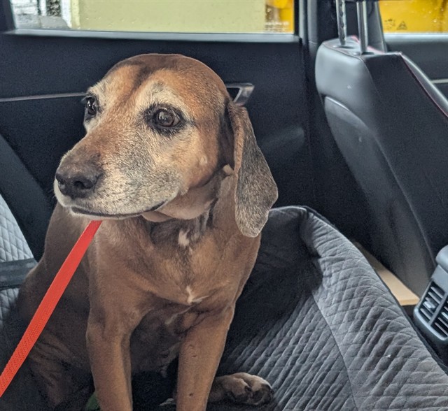 Shelter Stray Female Dog last seen ROLLING LEAF RD/ LAKE EMMA RD, GROVELAND, 12280 County Rd 448, Tavares, FL 32778, USA