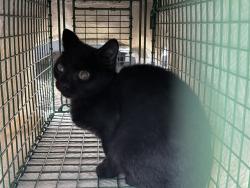 Shelter Stray Female Cat last seen HWY 42/ HINSON RD, ALTOONA, 12280 County Rd 448, Tavares, FL 32778, USA