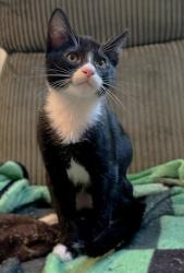 Shelter Stray Male Cat last seen TAYLOR ST & GRANGER AVE, 2127 Front St, Sacramento, CA 95818, USA
