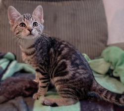 Shelter Stray Female Cat last seen TAYLOR ST & GRANGER AVE, 2127 Front St, Sacramento, CA 95818, USA