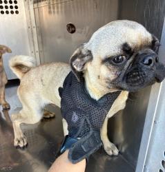 Shelter Stray Male Dog last seen S 3RD AVE AND W EUCLID AVE, 2500 S 27th Ave, Phoenix, AZ 85009, USA