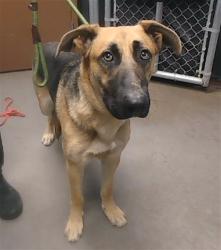 Shelter Stray Male Dog last seen NORTHERN AVE AND 75TH AVE, 2500 S 27th Ave, Phoenix, AZ 85009, USA