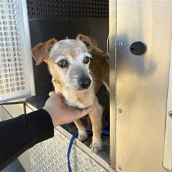 Shelter Stray Male Dog last seen 241ST DR AND YUMA RD, 2500 S 27th Ave, Phoenix, AZ 85009, USA