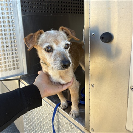 Shelter Stray Male Dog last seen 241ST DR AND YUMA RD, 2500 S 27th Ave, Phoenix, AZ 85009, USA