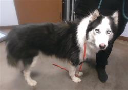 Shelter Stray Male Dog last seen MALDONADO RD AND 39TH AVE, 2500 S 27th Ave, Phoenix, AZ 85009, USA