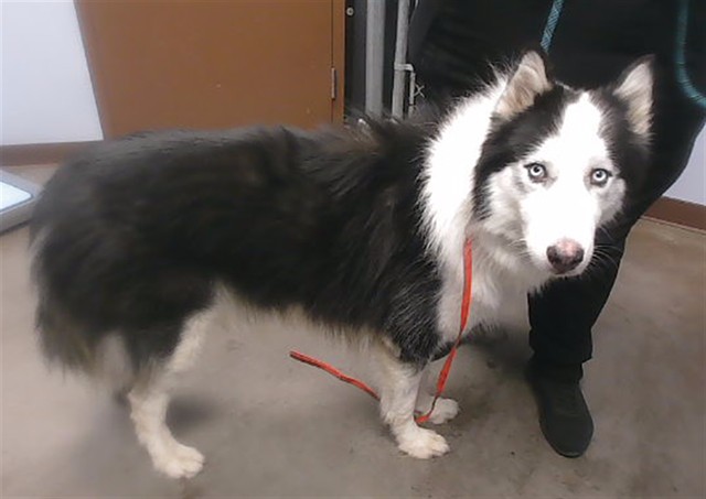 Shelter Stray Male Dog last seen MALDONADO RD AND 39TH AVE, 2500 S 27th Ave, Phoenix, AZ 85009, USA