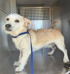 Shelter Stray Male Dog last seen JACKRABBIT TRAIL AND BROADWAY RD, 2500 S 27th Ave, Phoenix, AZ 85009, USA