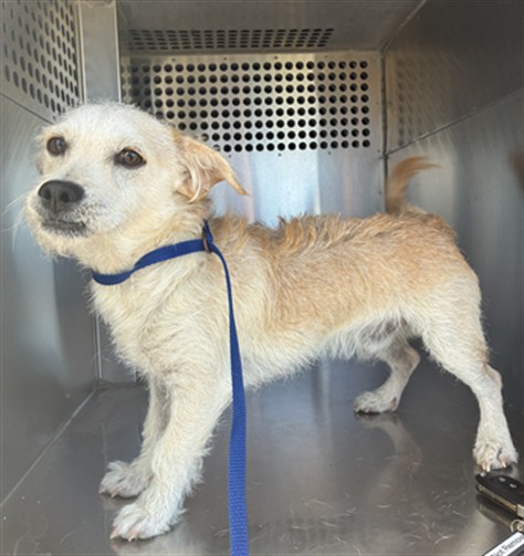 Shelter Stray Male Dog last seen JACKRABBIT TRAIL AND BROADWAY RD, 2500 S 27th Ave, Phoenix, AZ 85009, USA