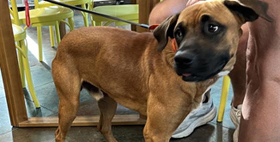 Shelter Stray Male Dog last seen HWY 21 COVINGTON, 31078 LA-36, Lacombe, LA 70445, USA