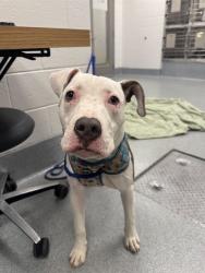 Shelter Stray Male Dog last seen Near, 5001 E Raymond St, Indianapolis, IN 46203, USA