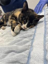 Shelter Stray Female Cat last seen Near, 5001 E Raymond St, Indianapolis, IN 46203, USA