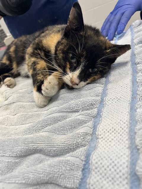 Shelter Stray Female Cat last seen Near, 5001 E Raymond St, Indianapolis, IN 46203, USA