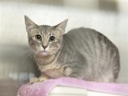 Shelter Stray Female Cat last seen ACOMA DR & 39TH AVE, 5501 E Van Buren St, Phoenix, AZ 85008, USA