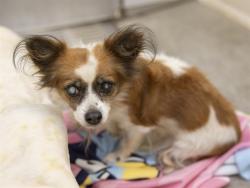 Shelter Stray Female Dog last seen 24TH ST AND BROADWAY RD, 5501 E Van Buren St, Phoenix, AZ 85008, USA