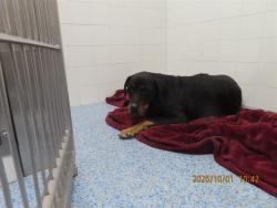 Shelter Stray Female Dog last seen , 5501 E Van Buren St, Phoenix, AZ 85008, USA