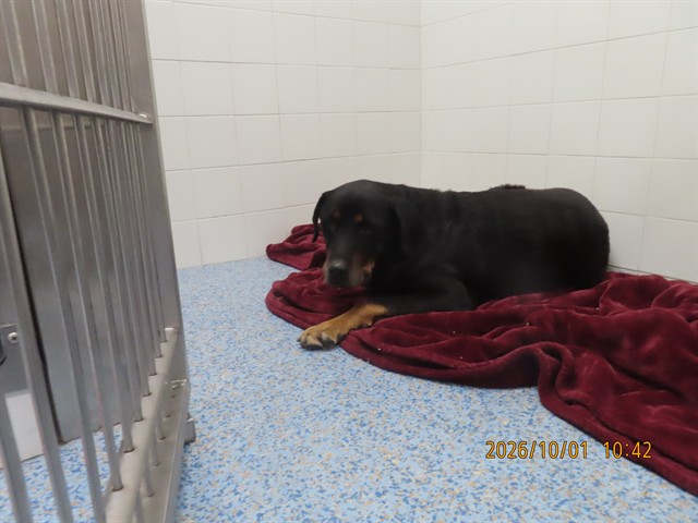 Shelter Stray Female Dog last seen , 5501 E Van Buren St, Phoenix, AZ 85008, USA