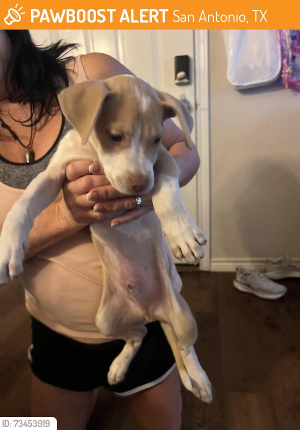 Found/Stray Male Dog last seen Garden gate, San Antonio, TX 78216
