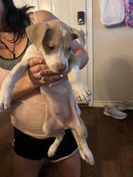 Found/Stray Male Dog last seen Garden gate, San Antonio, TX 78216