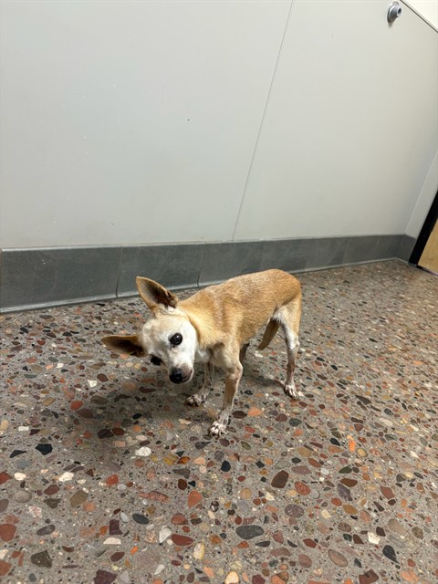 Shelter Stray Female Dog last seen OCTILLO & QUEEN CREEK RD, 5501 E Van Buren St, Phoenix, AZ 85008, USA