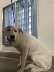 Shelter Stray Male Dog last seen Near BLOCK 119 HWY, BAKERSFIELD CA 93311, 3951 Fruitvale Ave, Bakersfield, CA 93308, USA