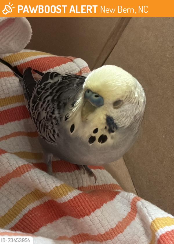 Found/Stray Unknown Bird last seen Bern and Pollock streets, New Bern, NC 28562