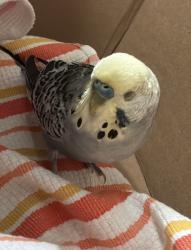 Found/Stray Unknown Bird last seen Bern and Pollock streets, New Bern, NC 28562