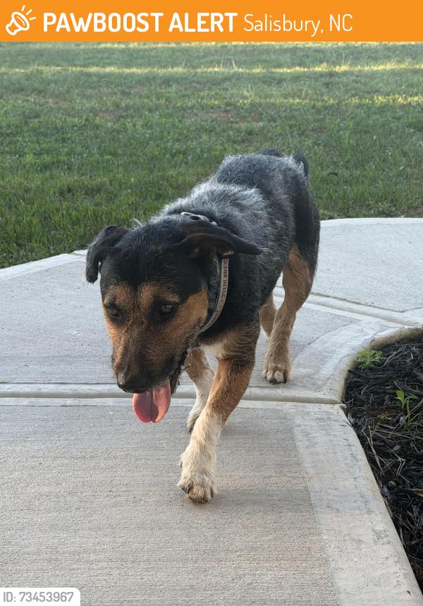 Found/Stray Unknown Dog last seen Millbridge Speedway, Salisbury, NC 28147