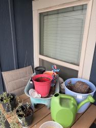 Found/Stray Unknown Cat last seen Timberhill Dr. and Grissom Rd., Leon Valley, TX 78238