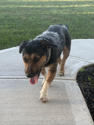 Found/Stray Unknown Dog last seen Millbridge Speedway, Salisbury, NC 28147