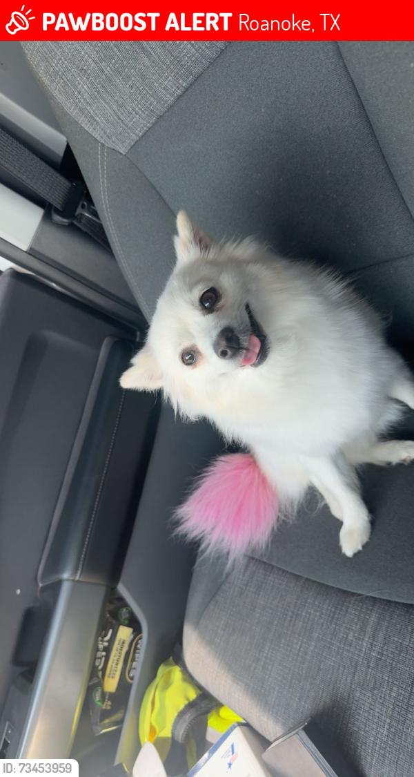 Lost Female Dog last seen Near lost spurs road, Roanoke, TX 76262