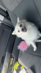 Lost Female Dog last seen Near lost spurs road, Roanoke, TX 76262
