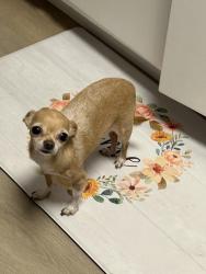 Lost Female Dog last seen 51st and glendale, Glendale, AZ 85301